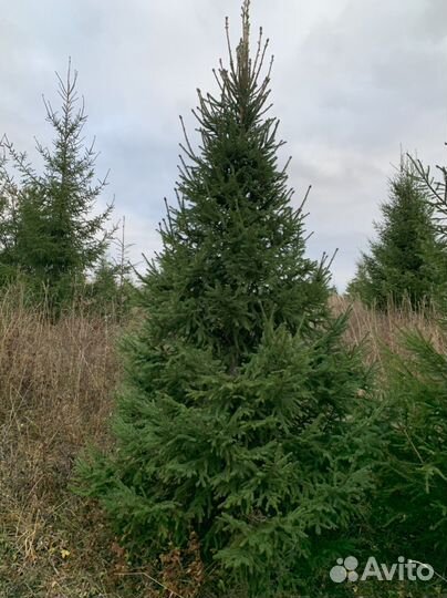 Саженцы ели, сосны, с комом земли, 3,4,5 метров