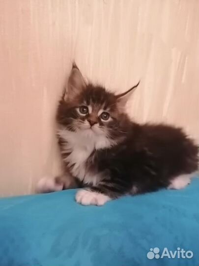 Мейнкуны мальчиши и девчули