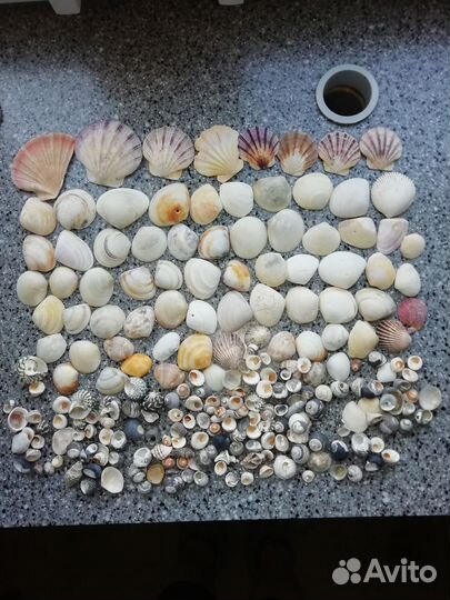Морские ракушки