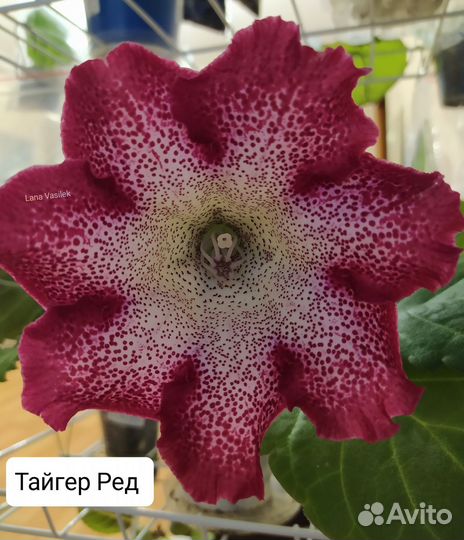 Глоксиния махровая, цветущая, лист, детка