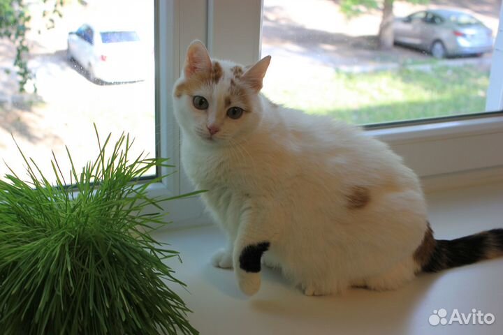 Нежная кошечка в добрые и ответственные руки