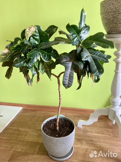 Кротон и Нолина Бокарнея