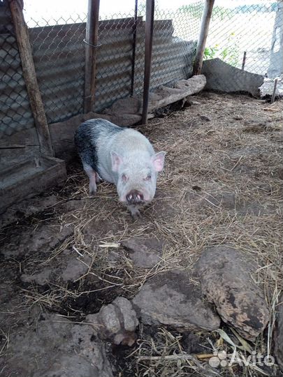 Вьетнамский вислобрюхий хряк