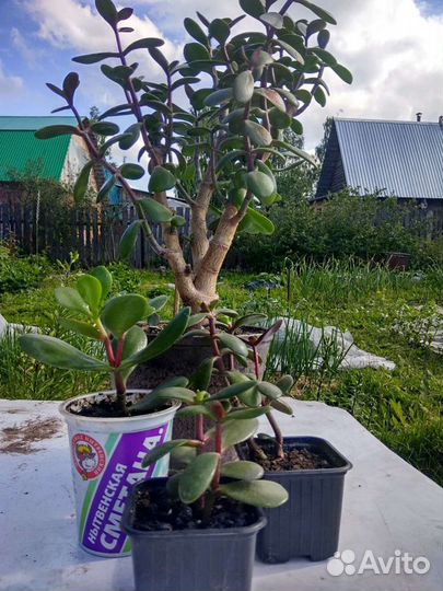 Пахистахис, Эухарис, Рео,Бамбук