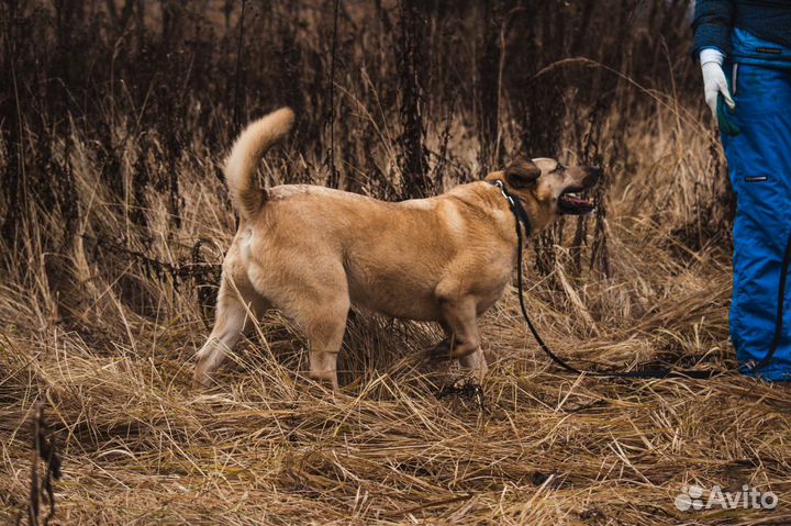Джой из приюта в поисках дома