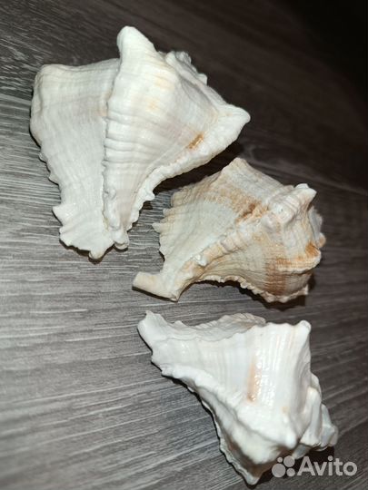 Морские ракушки рапанов