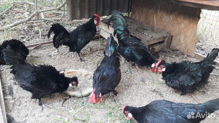 Куры бентамки