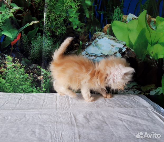 Британский персиковый хайленд