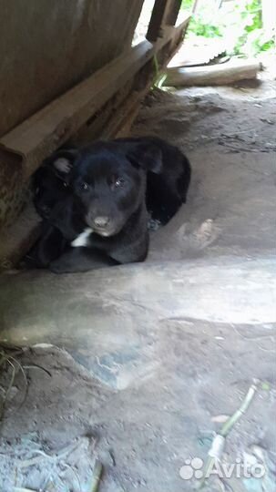 Щенки 2 месяца