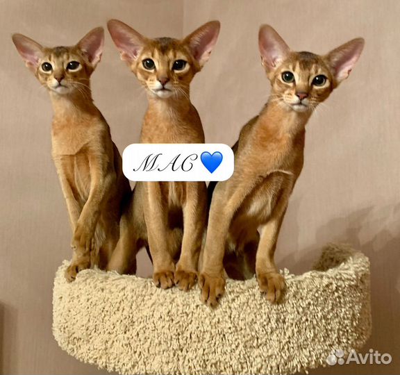 Абиссинские коты