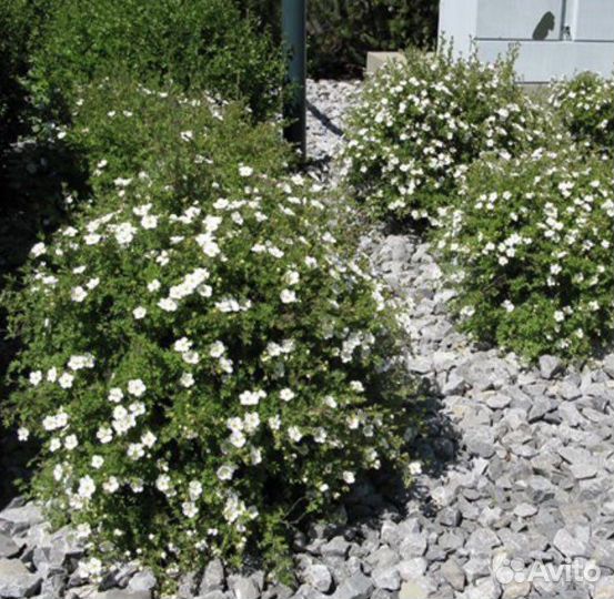 Лапчатка кустарниковая различных сортов