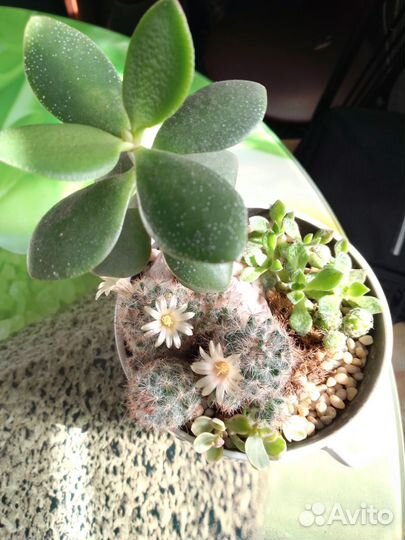 Садик из суккулентов