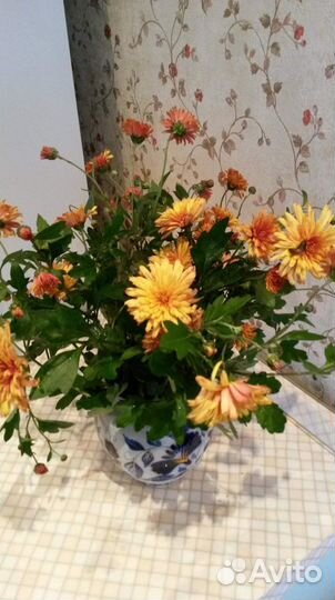 Хризантема, хоста