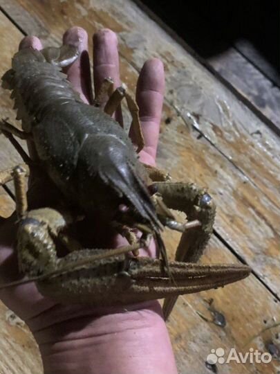 Раки живые в наличии