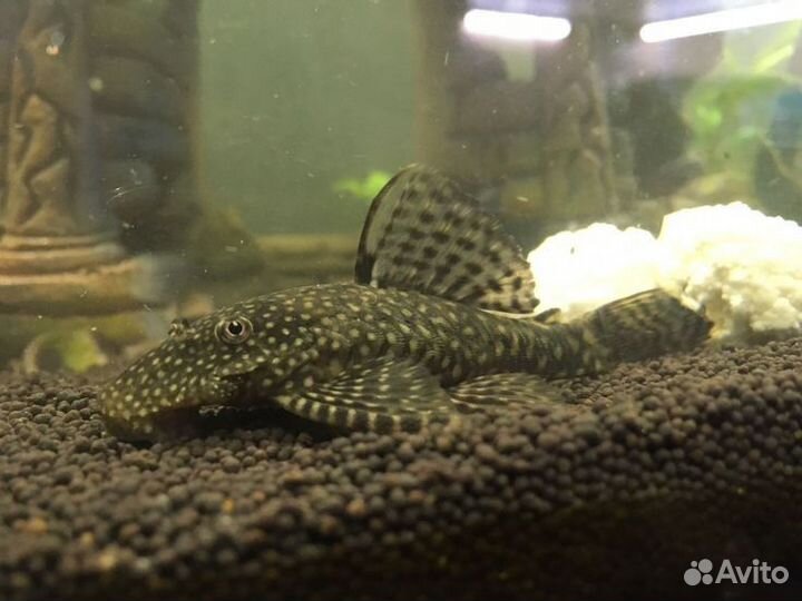 Сомы анциструсы