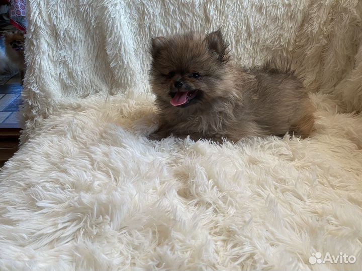 Щенки померанского шпица