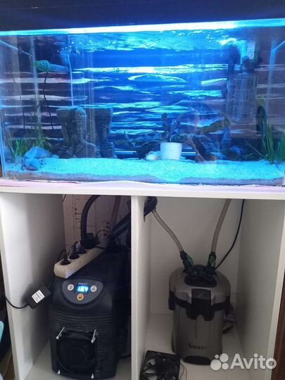 Аквариум с аксолотлями