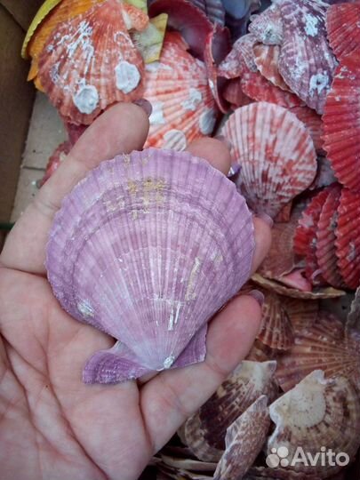 Морские ракушки