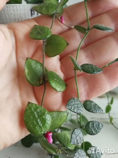 Дисхидия Хирсута