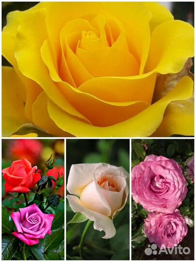 Роза плетистая,шрабы,спреи, почвопокровные