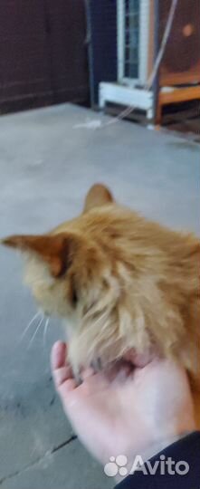 Чья потеряшка