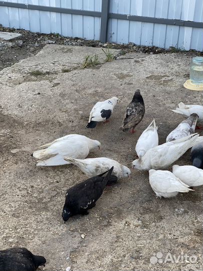 Продажа голубей
