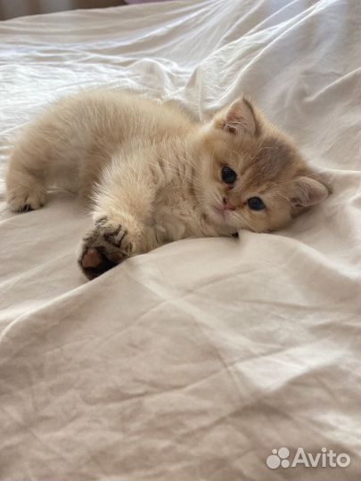 Британские котята золотая шиншилла