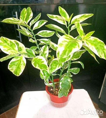 Комнатные растения