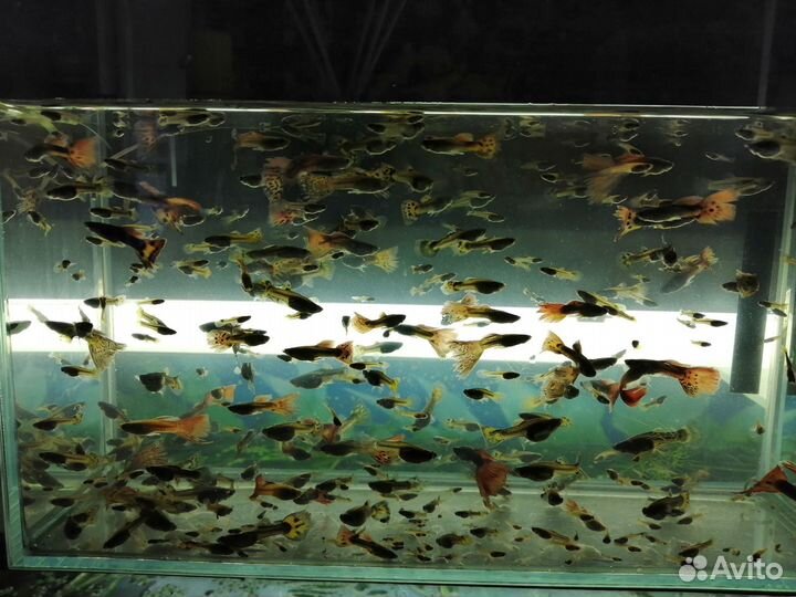 Рыбки гуппи