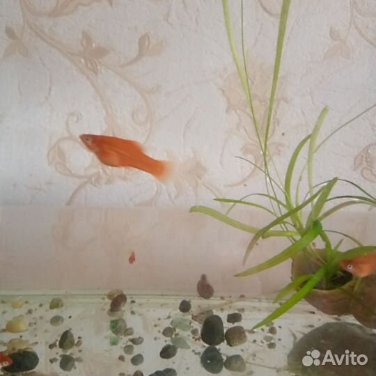 Рыбки меченосцы