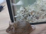 Мышь ручная
