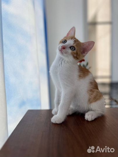 Рыжий котенок в добрые руки