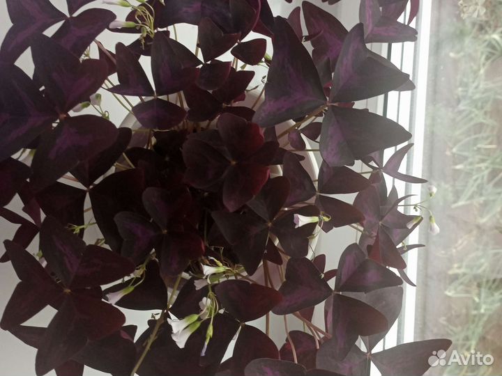 Кислица оксалис,чуткие бабочки