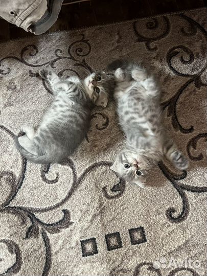 Шотландские вислоухие котята