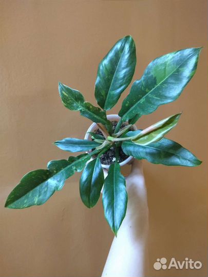 Филодендрон Ринг Оф Фаер/Ring Of Fire