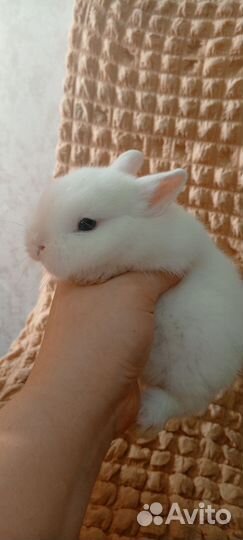 Кролик гермелин