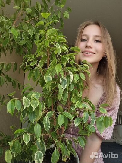 Фикус бенджамина