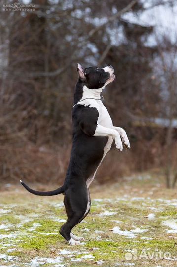 Амстафф девочка 1 год