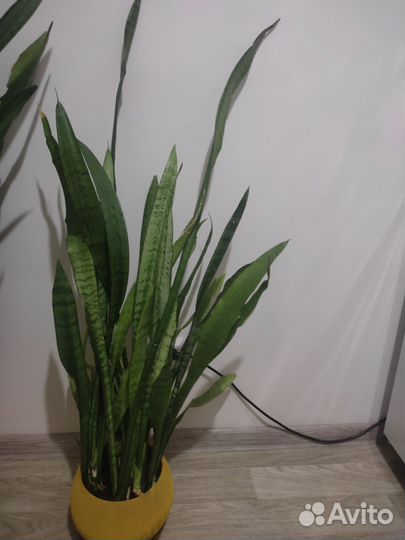 Сансевиерия