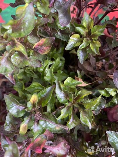 Альтернатера