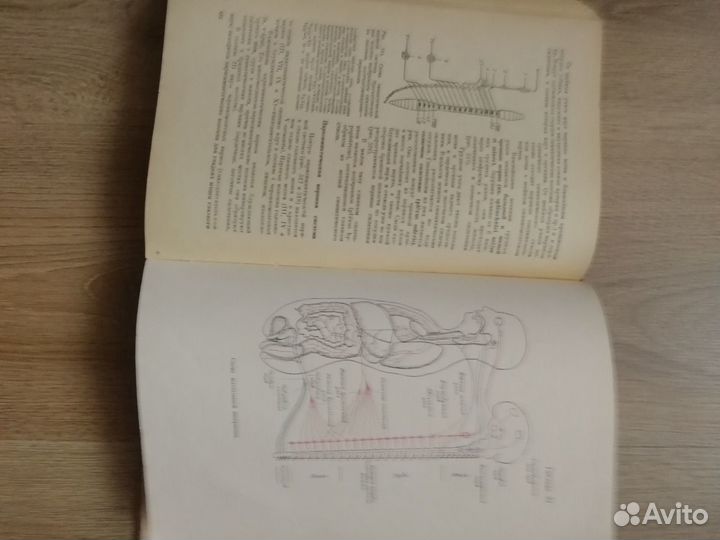 Анатомия человека