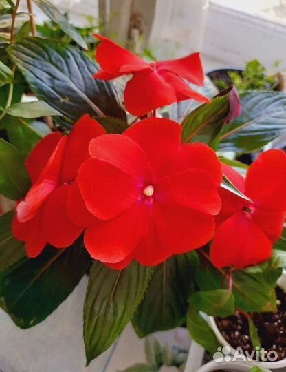 Бальзамин новогвинейский