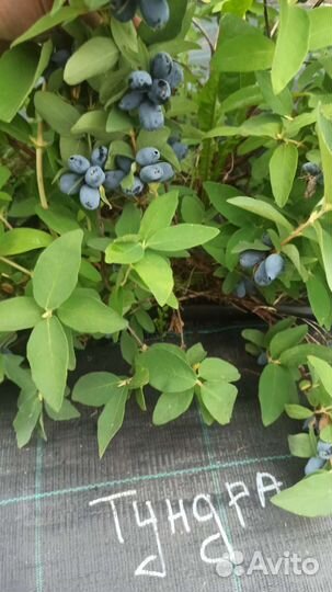 Жимолость саженцы. Ирга