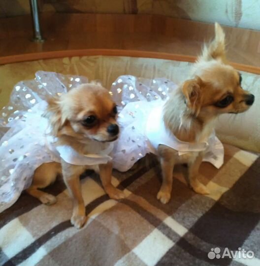 Одежда для маленьких собак