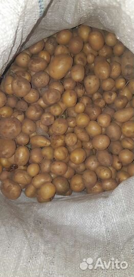 Картофель мелкий свежий