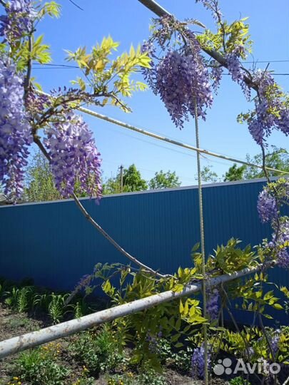 Глициния саженцы