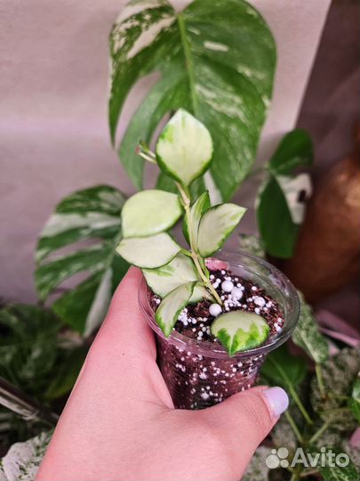 Хойи и дисхидии 1 часть