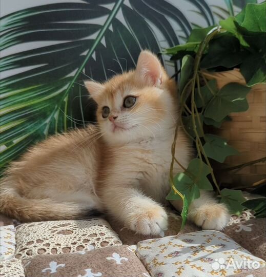 Шотландские котята золотая шиншилла