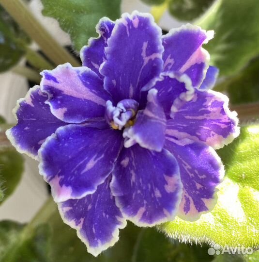 Сортовые фиалки(мини,стандарты)