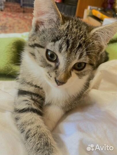 Девочка с миндалевидными глазами, котенок